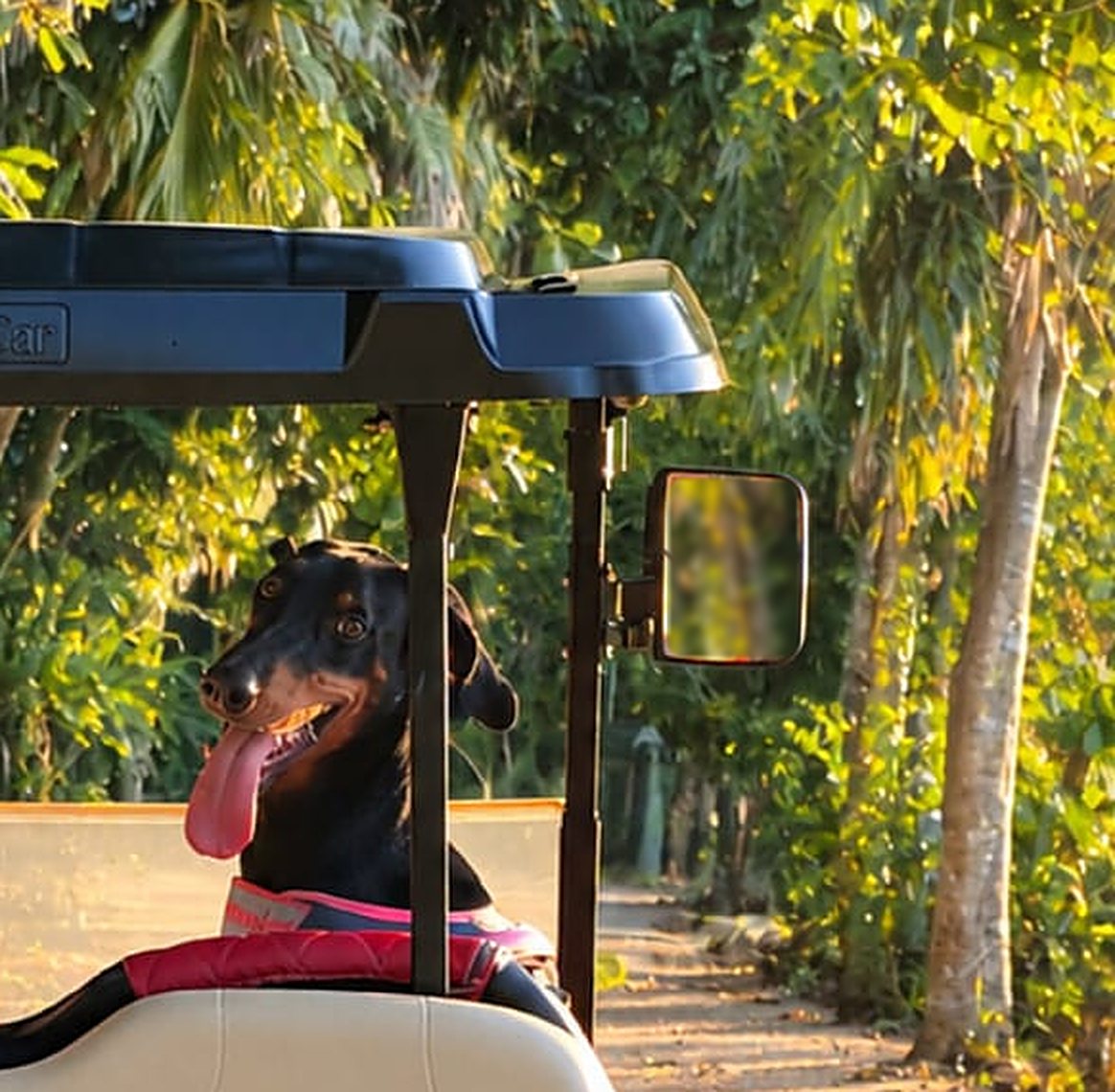 Sable the Doberman sitting in a golf cart on a shaded lane in Puerto Aventuras, tongue out